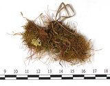 中文名:銳葉泥炭蘚(B00007907)學名:Sphagnum acutifolium Ehrh.(B00007907)