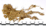 中文名:鈍葉泥炭蘚(B00007908)學名:Sphagnum amblyphyllum Russ.(B00007908)