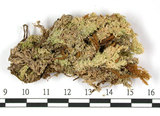 中文名:鈍葉泥炭蘚(B00007909)學名:Sphagnum amblyphyllum Russ.(B00007909)