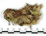 中文名:鈍葉泥炭蘚(B00007909)學名:Sphagnum amblyphyllum Russ.(B00007909)