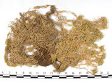 中文名:喙葉泥炭蘚(B00007912)學名:Sphagnum apiculatum Lindb.(B00007912)