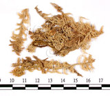 中文名:日本泥炭蘚(B00007914)學名:Sphagnum japonicum Warnst.(B00007914)