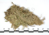 中文名:大泥炭蘚(B00007916)學名:Sphagnum palustre L.(B00007916)