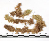 中文名:大泥炭蘚(B00007917)學名:Sphagnum palustre L.(B00007917)