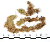 中文名:大泥炭蘚(B00007917)學名:Sphagnum palustre L.(B00007917)