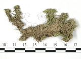 中文名:寬葉泥炭蘚(B00007919)學名:Sphagnum platyphyllum (Sull. et Lindb.) Warnst.(B00007919)