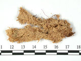 中文名:瘤壁泥炭蘚(B00007920)學名:Sphagnum papillosum Lindb.(B00007920)
