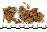 中文名:中位泥炭蘚(B00007923)學名:Sphagnum magellanicum Brid.(B00007923)