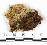 中文名:小孔泥炭蘚(B00007924)學名:Sphagnum microporum Warnst. et Card.(B00007924)