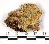 中文名:小孔泥炭蘚(B00007924)學名:Sphagnum microporum Warnst. et Card.(B00007924)