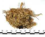 中文名:擬大泥炭蘚(B00007928)學名:Sphagnum pseudo-cymbifolium C. Muell.(B00007928)