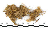 中文名:狹葉泥炭蘚(B00007931)學名:Sphagnum angustifolium (C. Jens. ex Rugsw.) C. Jens.(B00007931)