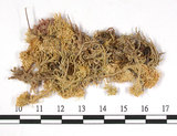 中文名:狹葉泥炭蘚(B00007932)學名:Sphagnum angustifolium (C. Jens. ex Rugsw.) C. Jens.(B00007932)