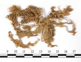 中文名:覆葉泥炭蘚, 毛壁泥炭蘚(B00007934)學名:Sphagnum imbricatum Hornsh. ex Russow(B00007934)