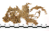 中文名:覆葉泥炭蘚, 毛壁泥炭蘚(B00007934)學名:Sphagnum imbricatum Hornsh. ex Russow(B00007934)