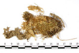 中文名:擬尖葉泥炭蘚(B00010097)學名:Sphagnum acutifolioides Warnst.(B00010097)