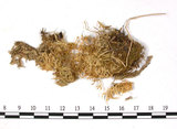 中文名:擬尖葉泥炭蘚(B00010097)學名:Sphagnum acutifolioides Warnst.(B00010097)