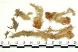 中文名:泥炭蘚(B00010105)學名:Sphagnum khasianum Mitt.(B00010105)