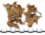 中文名:中位泥炭蘚(B00010107)學名:Sphagnum magellanicum Brid.(B00010107)