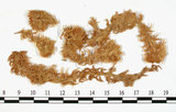 中文名:泥炭蘚(B00010108)學名:Sphagnum molluscum Bruch.(B00010108)