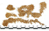 中文名:泥炭蘚(B00010108)學名:Sphagnum molluscum Bruch.(B00010108)