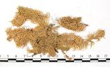 中文名:泥炭蘚(B00010109)學名:Sphagnum molluscum Bruch.(B00010109)