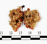 中文名:尖葉泥炭蘚(B00010111)學名:Sphagnum nemoreum Scop.(B00010111)