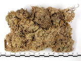 中文名:泥炭蘚(B00010538)學名:Sphagnum(B00010538)