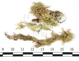 中文名:暖地泥炭蘚(B00010902)學名:Sphagnum junghuhnianum Doz.et Molk.(B00010902)