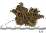 中文名:蛇苔(B00004606)學名:Conocephalum conicum (L.) Dum.(B00004606)