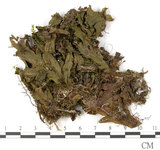 中文名:蛇苔(B00010546)學名:Conocephalum conicum (L.) Dum.(B00010546)