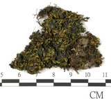 中文名:裸萼鳳尾蘚(B00000087)學名:Fissidens gymnogynus Besch.(B00000087)