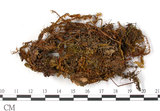 中文名:羽葉鳳尾蘚(B00005804)學名:Fissidens plagiochiloides Besch.(B00005804)