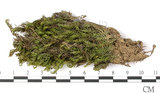 中文名:鳳尾蘚(B00005838)學名:Fissidens grandifrons Briid. var.planicaulis (Besch.) Nog.(B00005838)