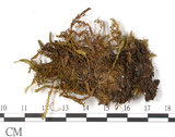 中文名:尖葉鳳尾蘚(B00006663)學名:Fissidens taxifolium Hedw.(B00006663)