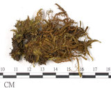 中文名:尖葉鳳尾蘚(B00006663)學名:Fissidens taxifolium Hedw.(B00006663)
