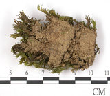 中文名:鳳尾蘚(B00008480)學名:Fissidens(B00008480)