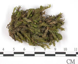 中文名:鳳尾蘚(B00008480)學名:Fissidens(B00008480)