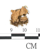 中文名:鳳尾蘚(B00009246)學名:Fissidens crenulatus Mitt. var.emleri (Broth.) Iwats.et Suzuki(B00009246)