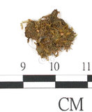 中文名:鳳尾蘚(B00009246)學名:Fissidens crenulatus Mitt. var.emleri (Broth.) Iwats.et Suzuki(B00009246)