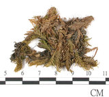 中文名:鳳尾蘚(B00009249)學名:Fissidens nobilis Griff.(B00009249)