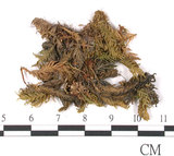 中文名:鳳尾蘚(B00009249)學名:Fissidens nobilis Griff.(B00009249)