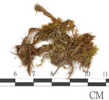 中文名:鳳尾蘚(B00009250)學名:Fissidens nobilis Griff.(B00009250)