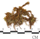 中文名:鳳尾蘚(B00009250)學名:Fissidens nobilis Griff.(B00009250)