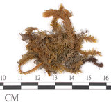 中文名:鳳尾蘚(B00009254)學名:Fissidens polypodioides Hedw.(B00009254)