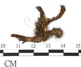 中文名:鳳尾蘚(B00009255)學名:Fissidens polypodioides Hedw.(B00009255)