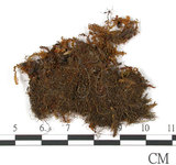 中文名:鳳尾蘚(B00009270)學名:Fissidens dubius P. Beavu.(B00009270)