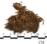 中文名:鳳尾蘚(B00009270)學名:Fissidens dubius P. Beavu.(B00009270)