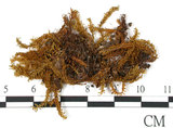 中文名:鳳尾蘚(B00009277)學名:Fissidens dubius P. Beavu.(B00009277)