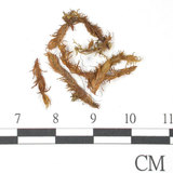 中文名:異形鳳尾蘚(B00009311)學名:Fissidens anomalus Mont.(B00009311)